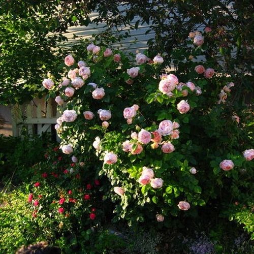 Roz piersică - Trandafir copac cu trunchi înalt - cu flori tip trandafiri englezești - coroană dreaptă